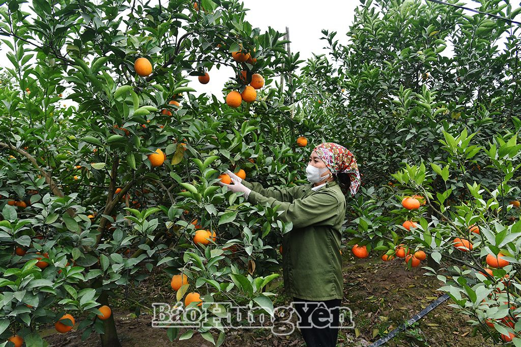 Hưng Yên vào vụ thu hoạch cam