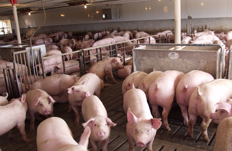 Thịt lợn tiếp tục leo thang chạm ngưỡng 72.000 đồng/kg