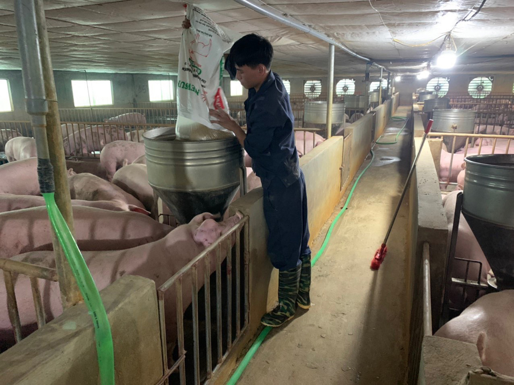 Hưng Yên - Giá lợn hơi giảm, người chăn nuôi gặp nhiều khó khăn