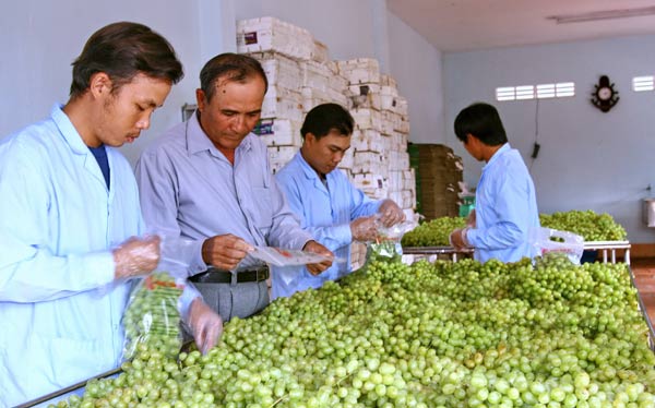 Bộ Công Thương nói gì về tình trạng nông sản ngoại “đội lốt” hàng Việt?